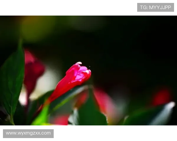 生活琐事与心灵感悟的碎碎念合集三十篇分享